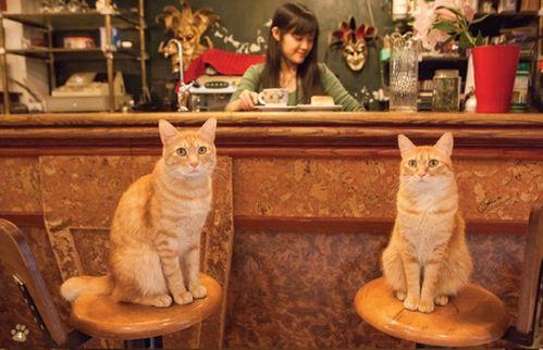 娱乐吃瓜酱男朋友不如猫,揭秘娱乐圈中的“喵星人”魅力