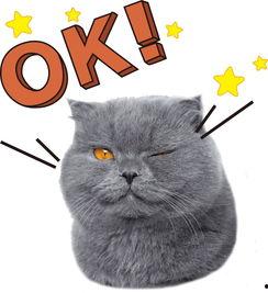 娱乐吃瓜君与猫,揭秘娱乐圈的萌宠日常